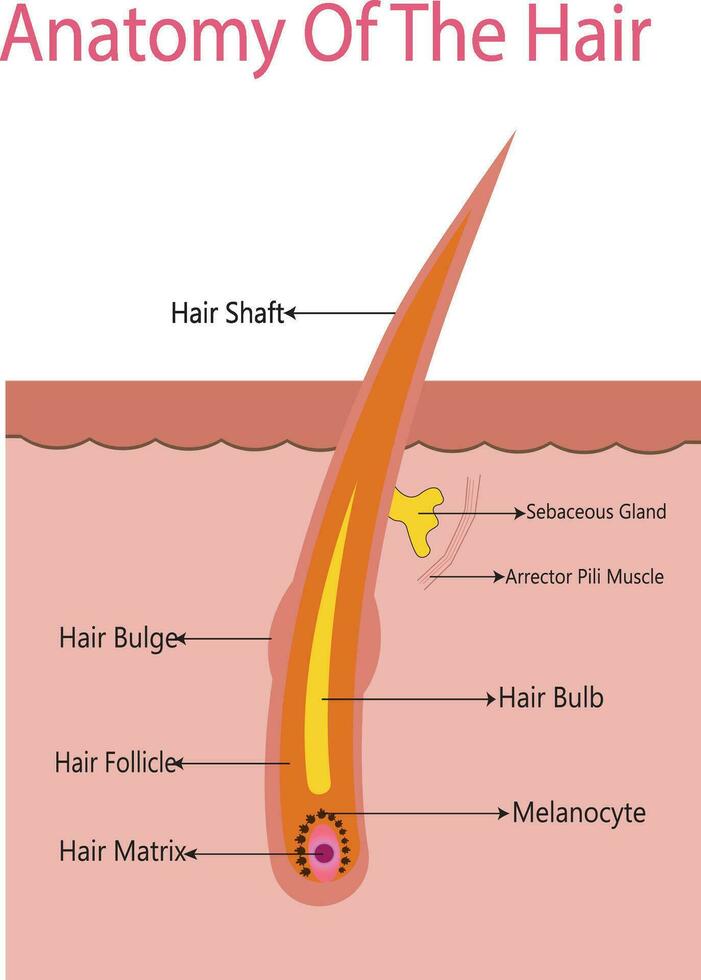 anatomisch Ausbildung Poster. Haar Wachstum Phase Schritt durch Schritt. Stufen von das Haar Wachstum Zyklus. anagen, Telogen, Katagen. Haut Anatomie. Kreuz Sektion von das Haut Lagen. medizinisch Vektor Illustration