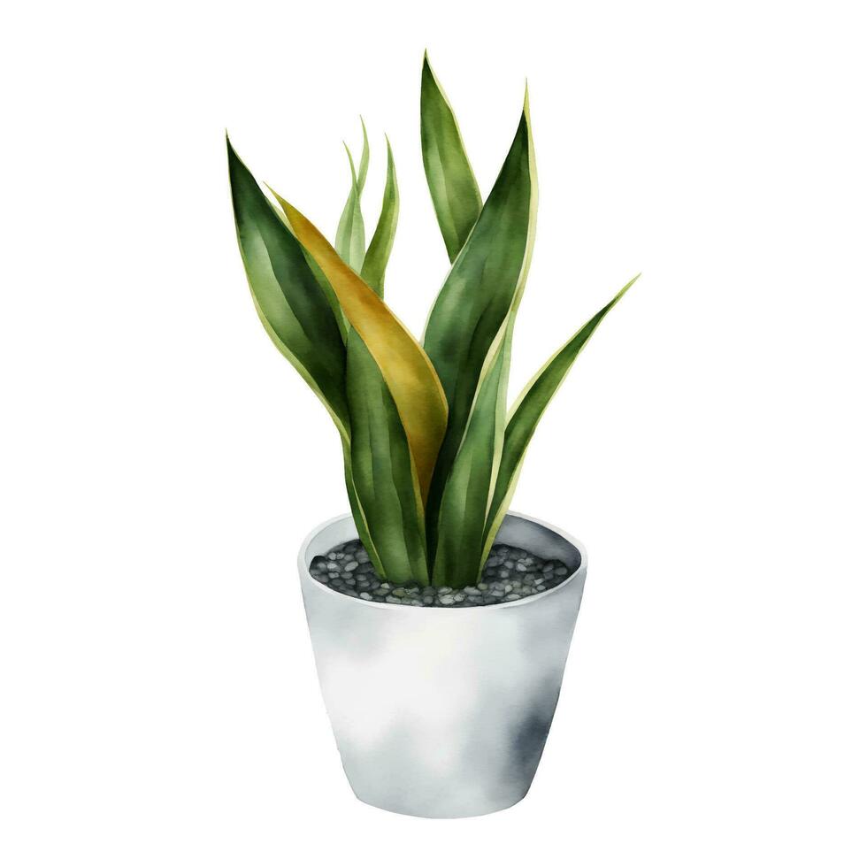 orm växt sansivieria dracaena trifasciata i vit pott isolerat hand dragen vattenfärg målning illustration vektor