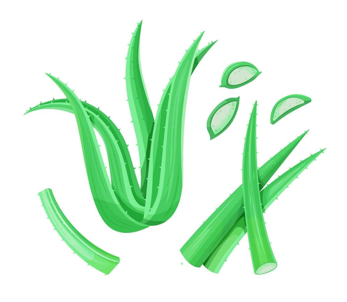 Aloe vera Anlage, Blätter und Scheiben. Vektor Illustration isoliert