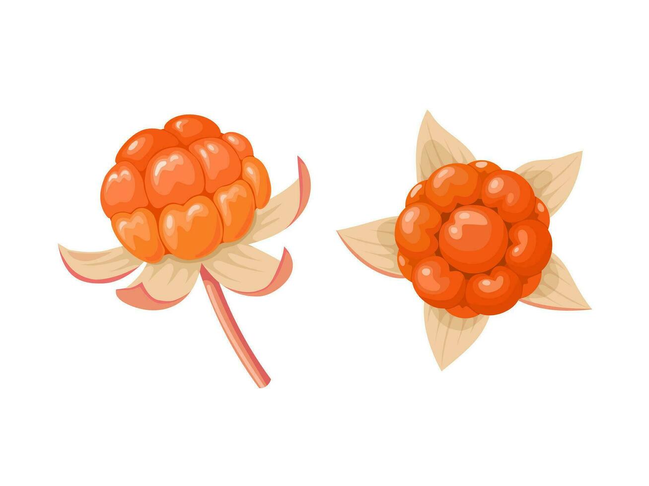 Vektor Illustration, Rubus Chamaemorus, bekannt wie Moltebeere, isoliert auf Weiß Hintergrund.