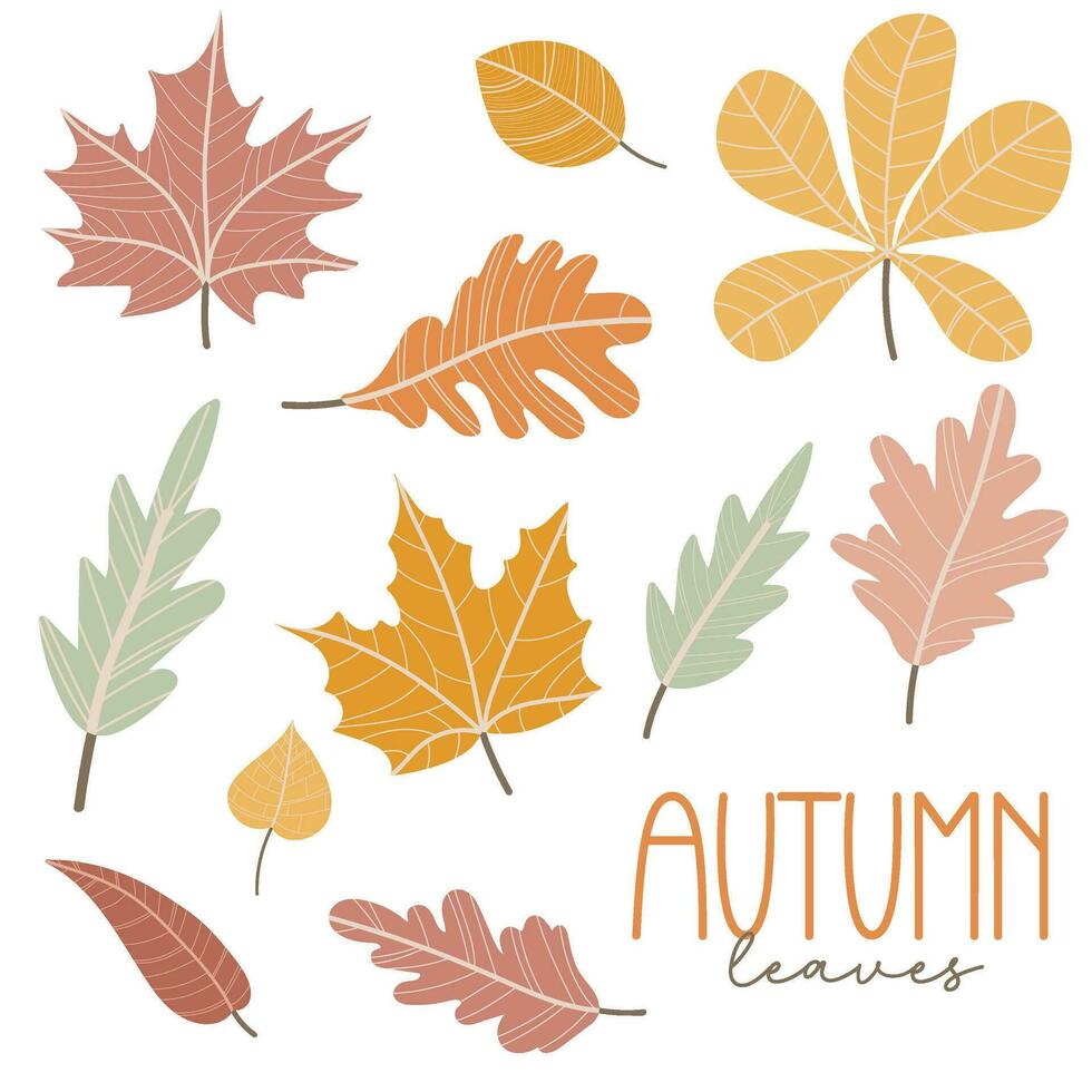 uppsättning av höst löv. lönn, ek, kastanj löv. hand dragen element för höst dekorativ design, halloween inbjudan, skörda eller tacksägelse vektor