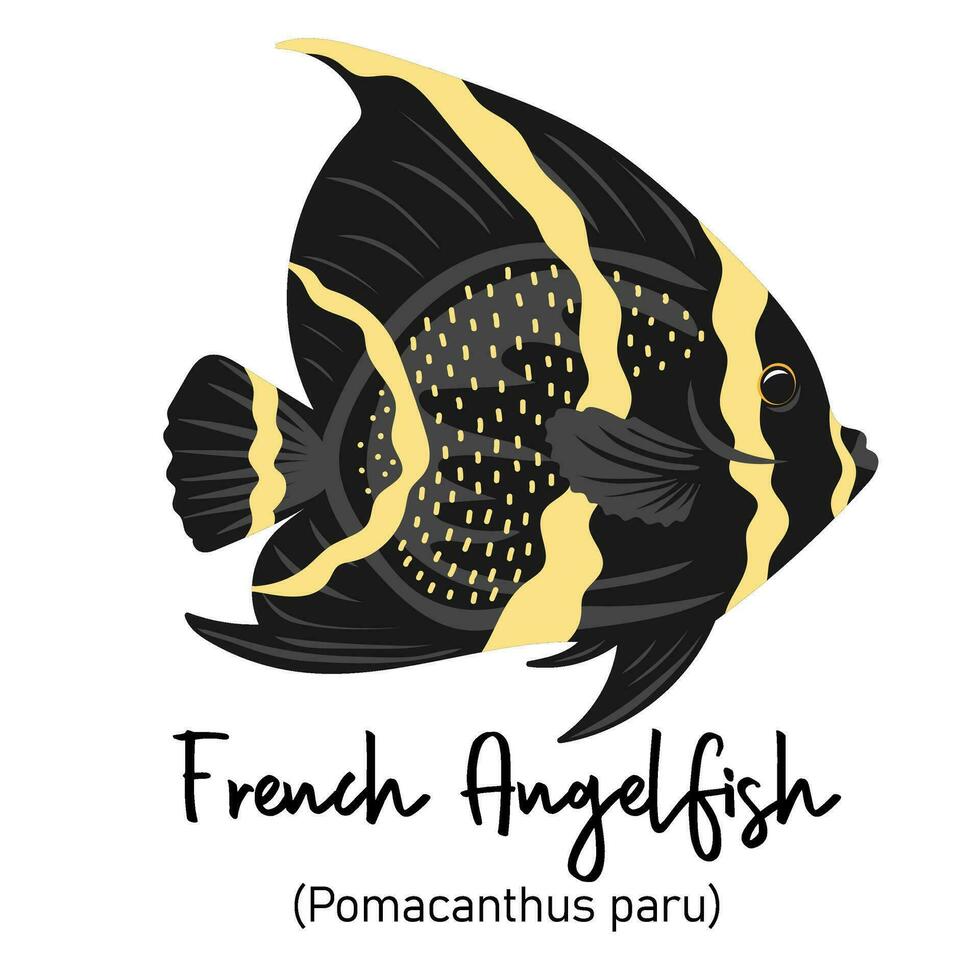 Französisch Kaiserfisch oder pomacanthus paru. Marine Bewohner mit bunt Körper und Flossen zum Schwimmen vektor