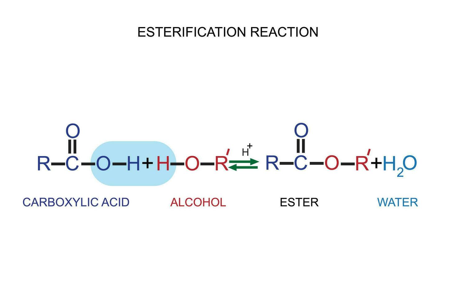 omvandling av karboxylsyra syror till estrar använder sig av syra och alkoholer. förestring reaktion. kemi begrepp. organisk kemi. vektor