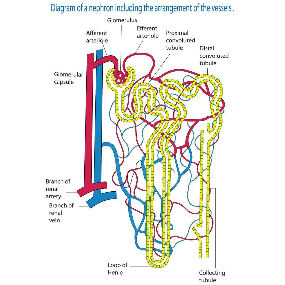 Diagramm von ein Nephron einschließlich Schiff Anordnung. vektor