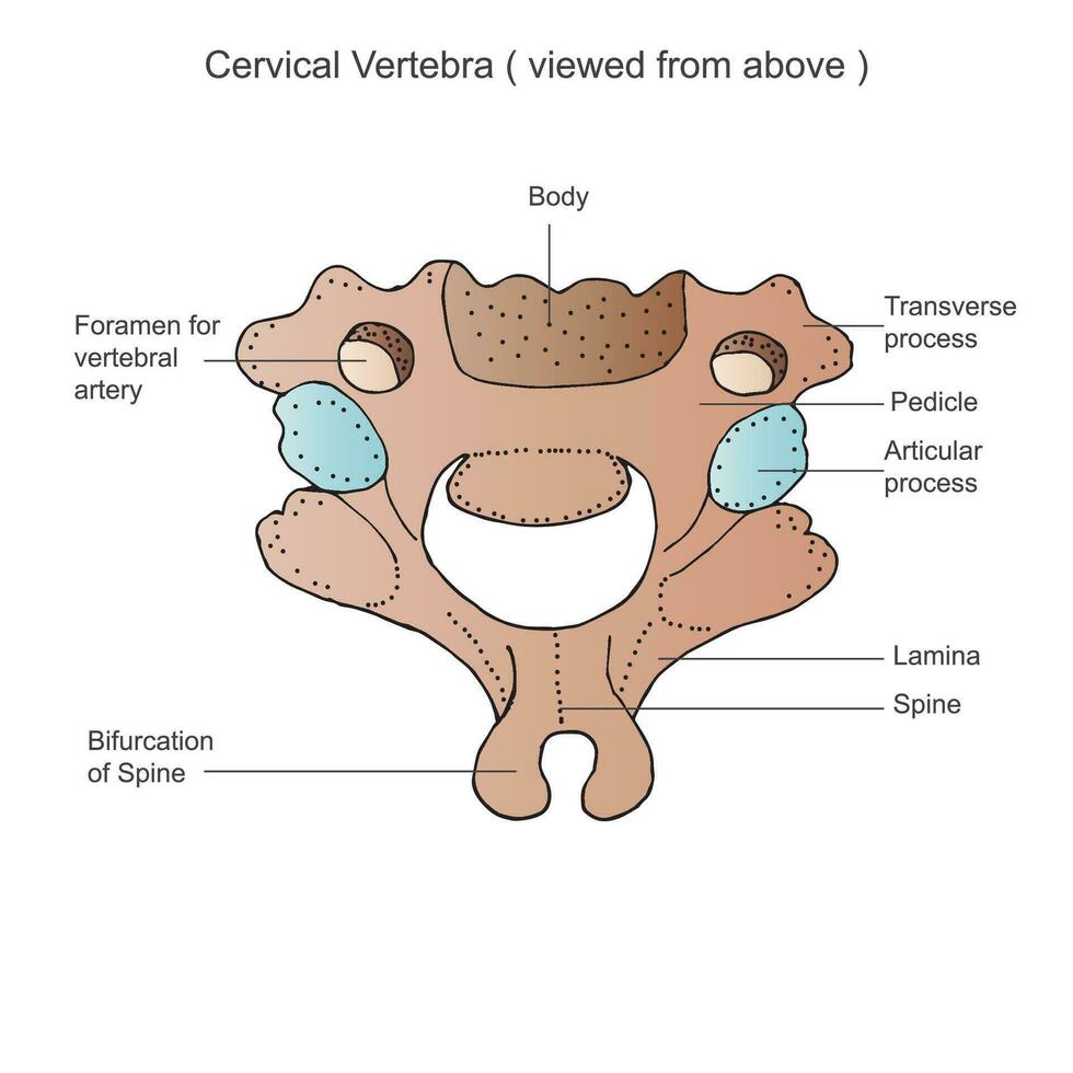 cervical ryggrad, allmänning vertebral morfologi, sjätte cervical kota, cervical kotor, främre, cervical kota av vertebral kolumn, detaljerad medicinsk illustration. vektor