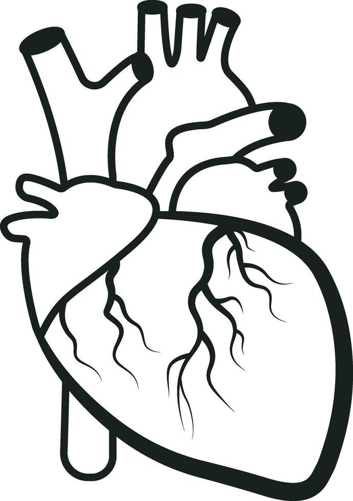 realistisk hjärta, anatomisk hjärta, kardiologi, hjärta, mänsklig hjärta, medicinsk skola, hjärta, vektor