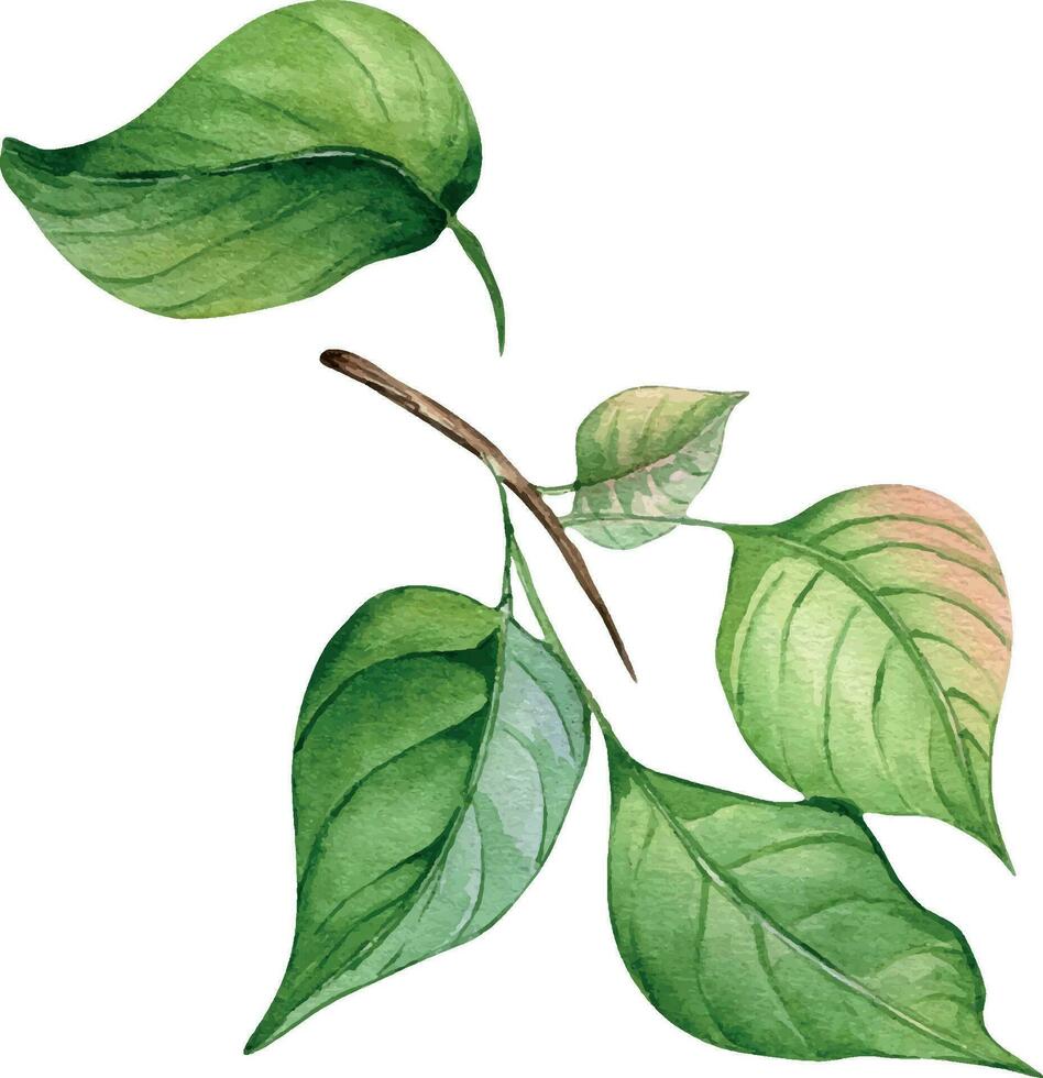 Ast von Aprikose Baum mit Grün Blätter isoliert auf Weiß Hintergrund. Aquarell Gemälde Obst Baum Ast Hand gezeichnet. Design Element zum Karte, Paket, Einladung, Etikette Pfirsich. vektor
