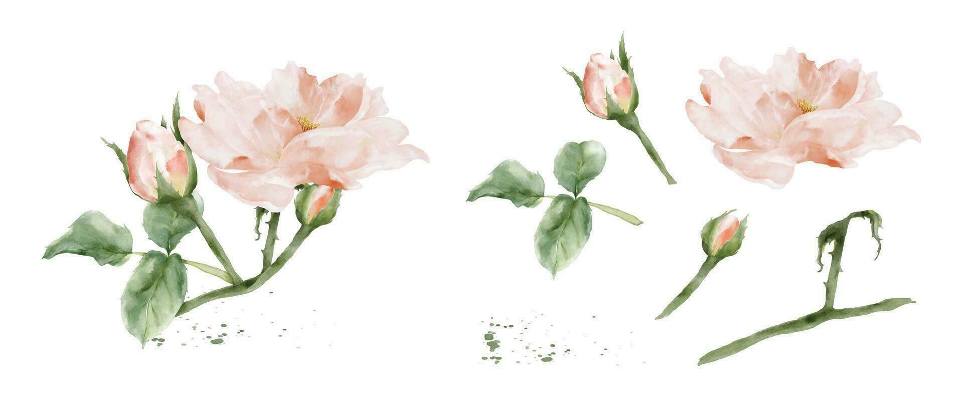 einstellen von Rose Aquarell Elemente isoliert auf Weiß Hintergrund vektor