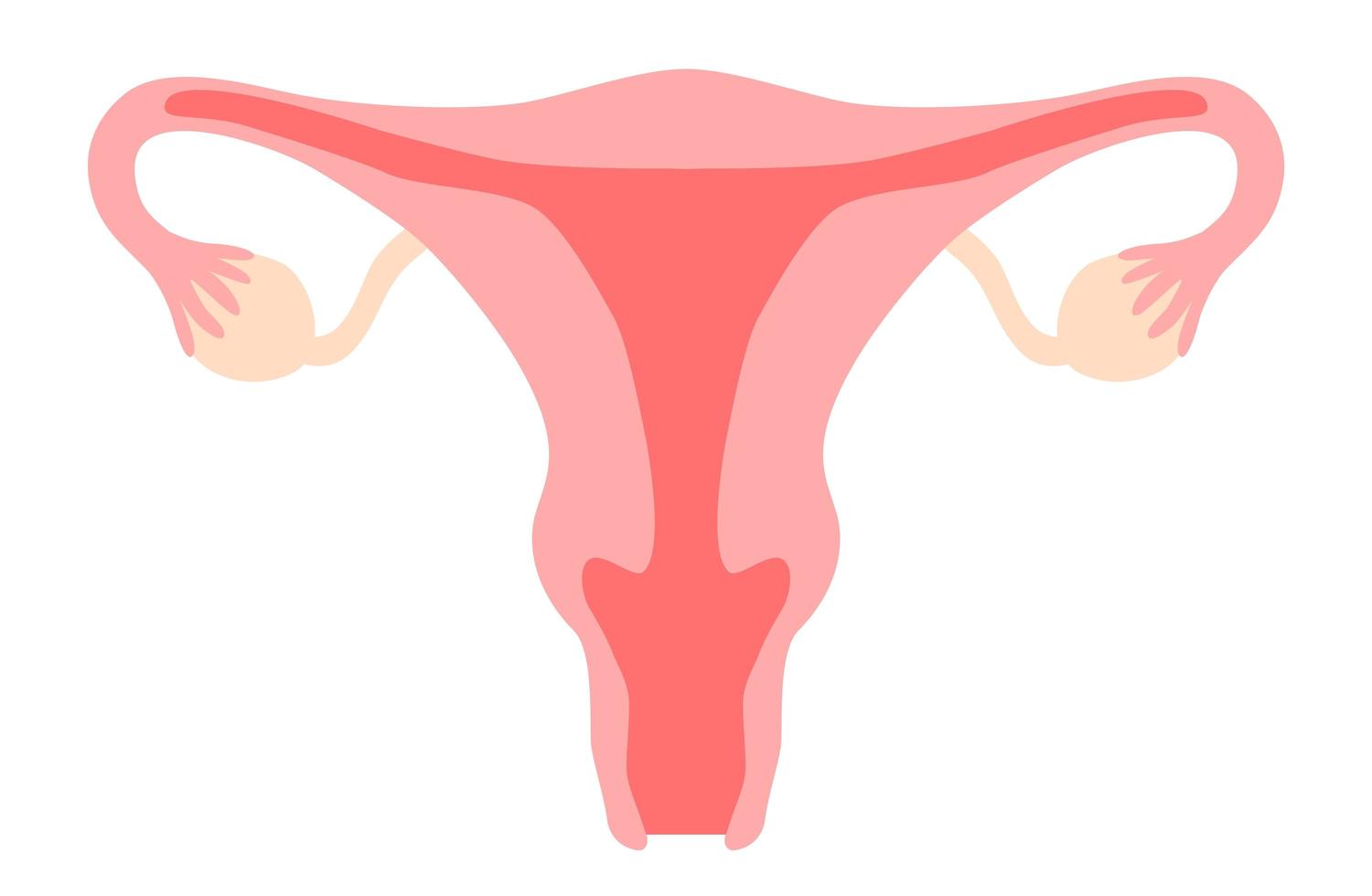 Gebärmutter clipart. Gebärmutter, Vagina, Eierstock, Gebärmutterhals. Fortpflanzungssystem der Frau, Gynäkologie, Fruchtbarkeit, Menstruationszyklus, Girl-Power-Konzept. Vektor-Illustration auf weißem Hintergrund im flachen Cartoon-Stil isoliert vektor