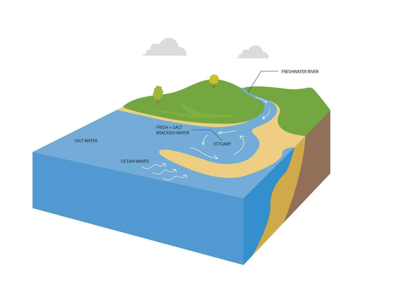Flussmündungen Wasser Körper Struktur mit Salz- und frisches Wasser Gliederung Diagramm. Fluss Strom fließen zu Ozean und Mischen Wasser Formation vektor