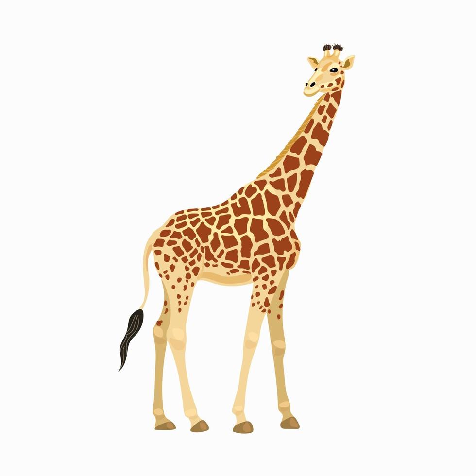 Giraffe, das wilde Tier Afrikas. flache Vektorgrafik auf weißem Hintergrund vektor