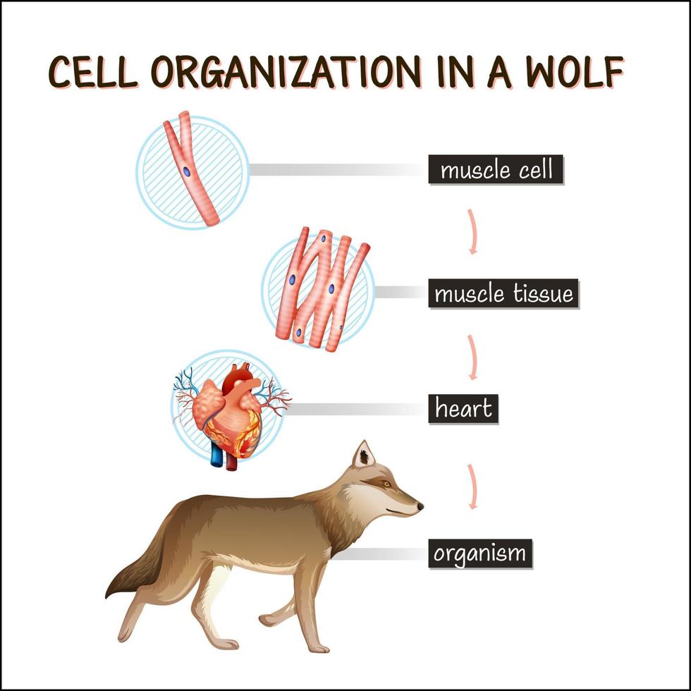 diagram som visar cellorganisation hos en varg vektor