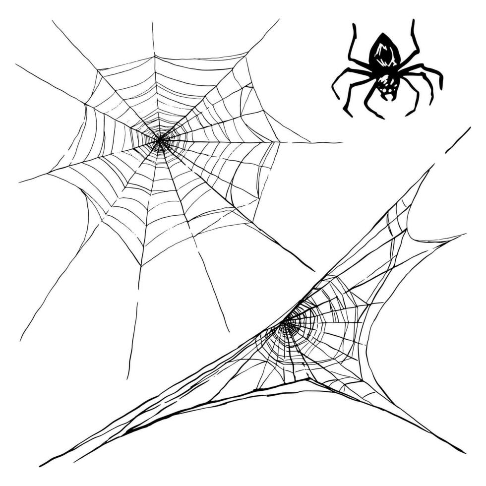 Sammlung von Spinnennetz und Spinne isoliert auf Weiß Hintergrund. Spinnennetz zum Halloween Design gespenstisch, gruselig, Grusel Dekor. Hand gezeichnet Vektor Illustration.
