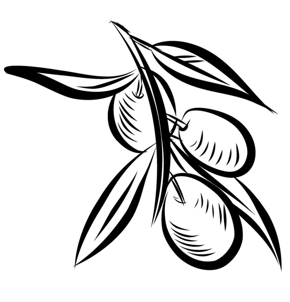 skiss oliv träd grenar. illustration vektor
