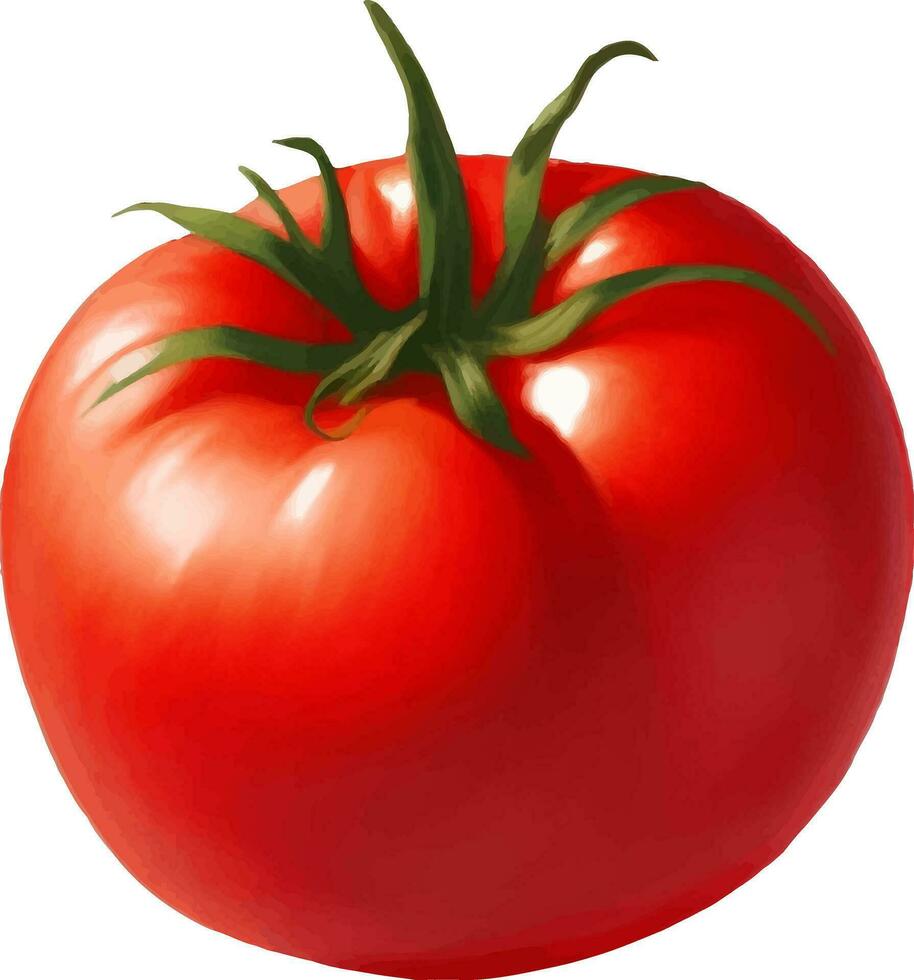 Tomate detailliert schön Hand gezeichnet Vektor Illustration