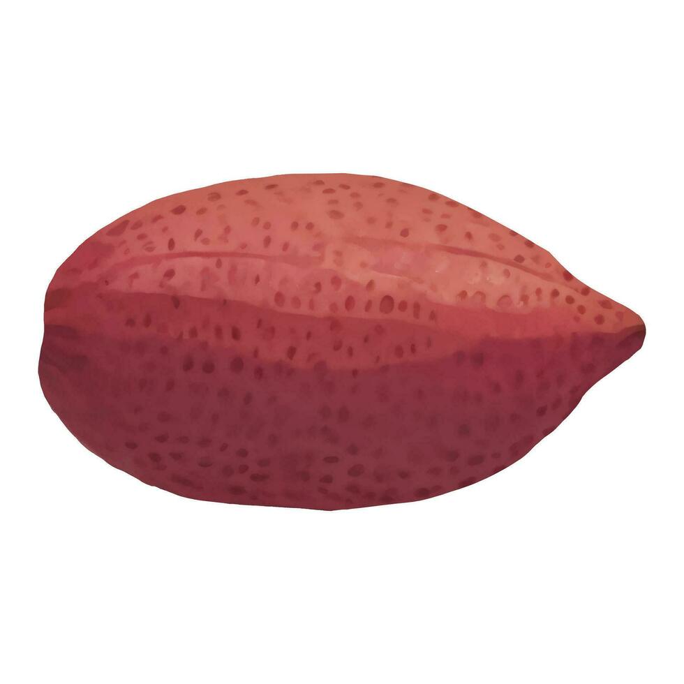 mogen kakao frukt isolerat hand dragen målning illustration vektor