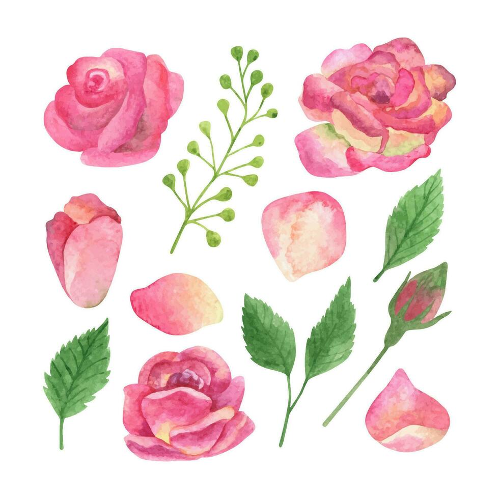 erröten Rosa Rosen und Grün Clip Art. Hand gezeichnet Aquarell Illustrationen. vektor