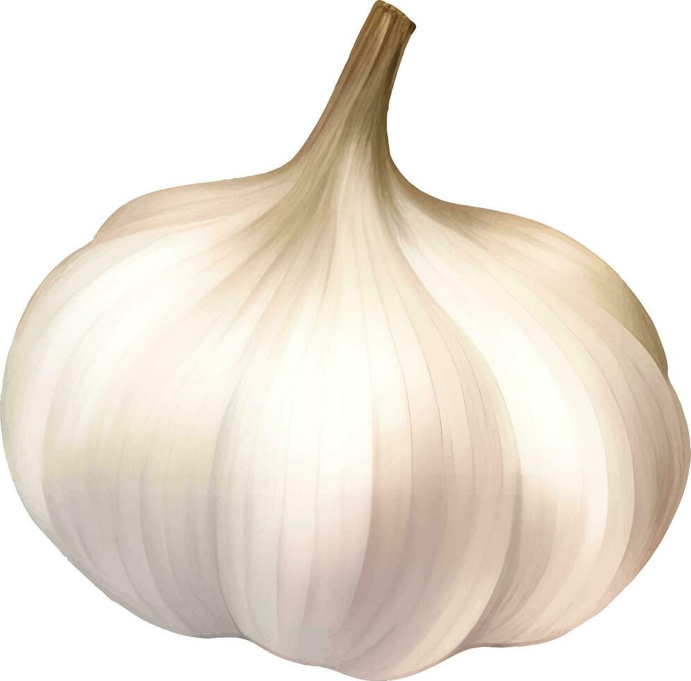 Knoblauch detailliert Hand gezeichnet Illustration Vektor isoliert