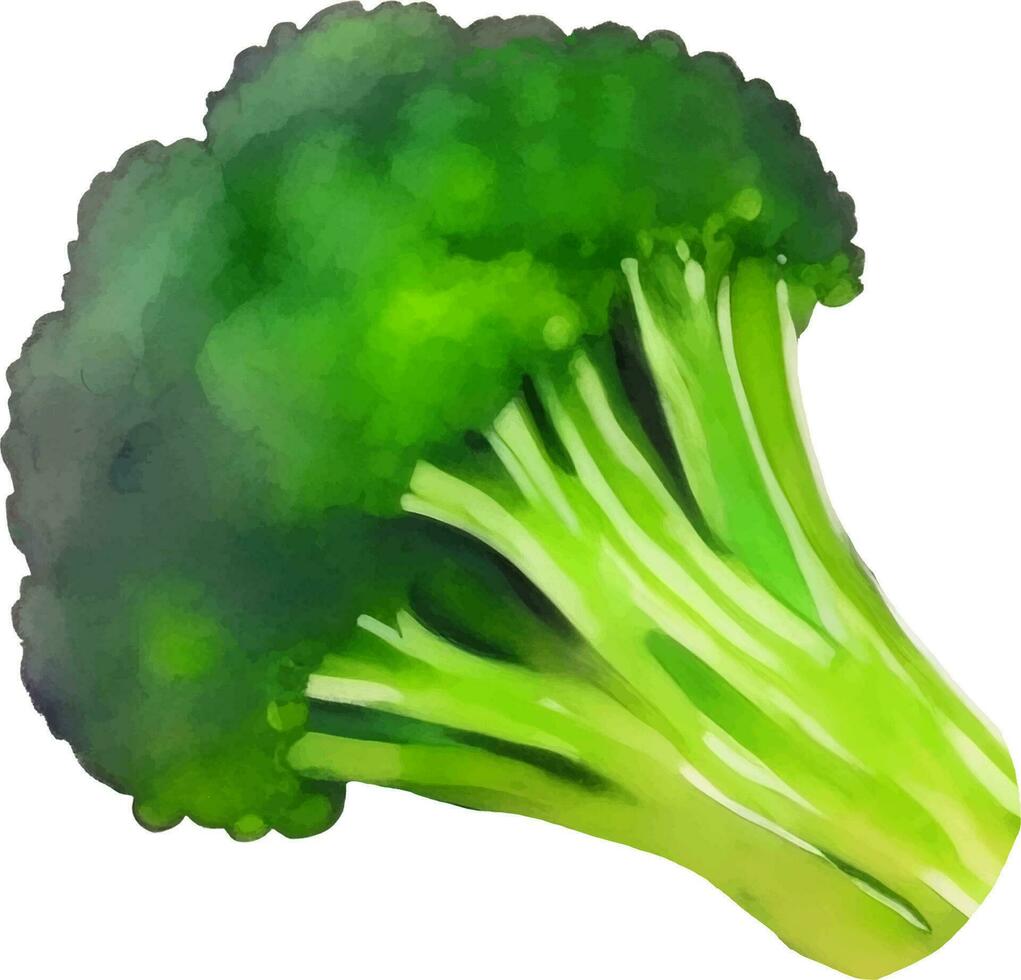 färsk broccoli hand dragen vattenfärg målning vektor