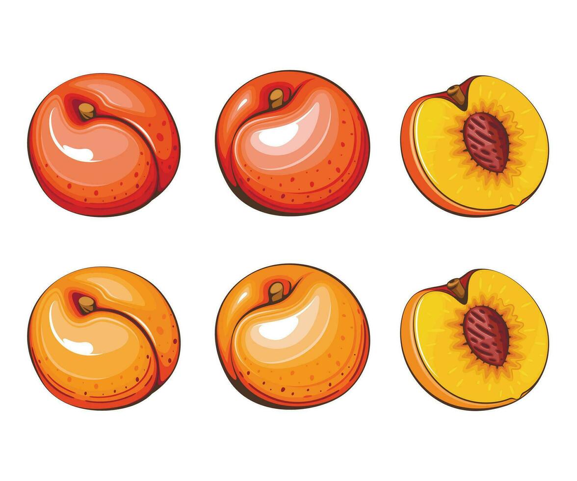 Aprikose isoliert Vektor Illustration. Früchte bunt Abbildungen isoliert auf Weiß Hintergrund. Obst Sammlung.