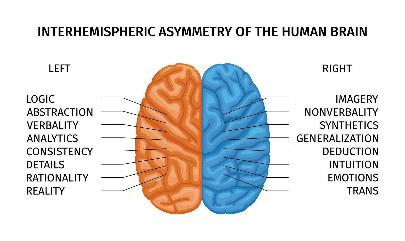 Mensch Gehirn Asymmetrie Komposition vektor