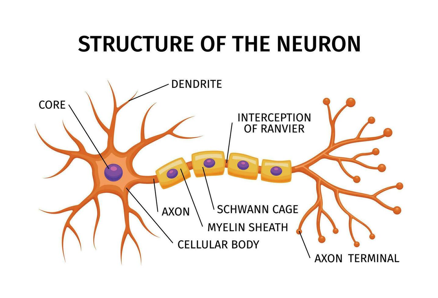 Neuron Struktur Anatomie Komposition vektor