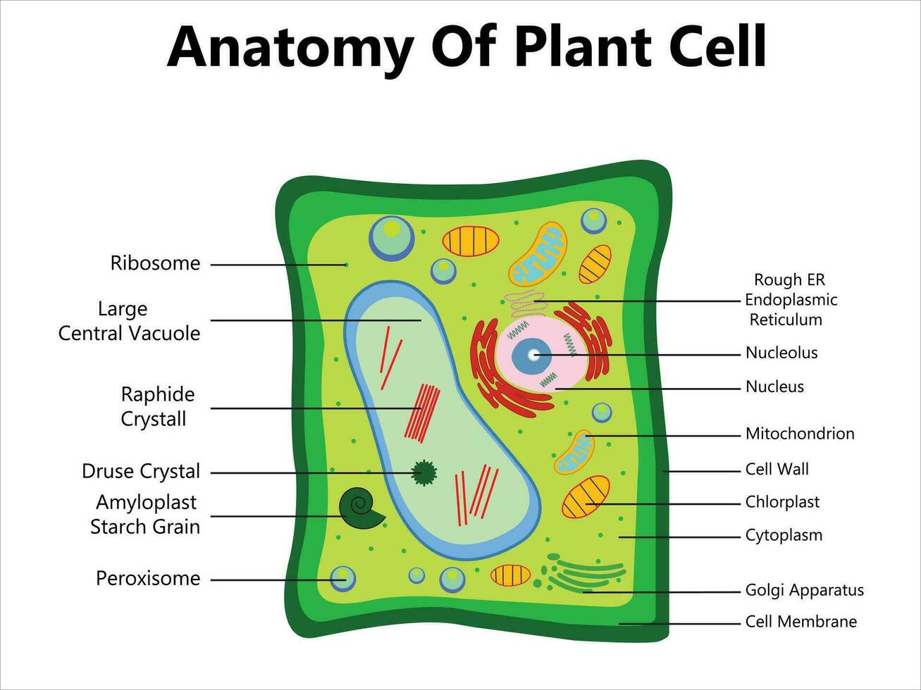 Pflanze Zelle Struktur, Anatomie Infografik Diagramm mit Teile eben Vektor Illustration Design zum Biologie Wissenschaft Bildung Schule Buch Konzept Mikrobiologie Organismus planen Etiketten von Komponenten