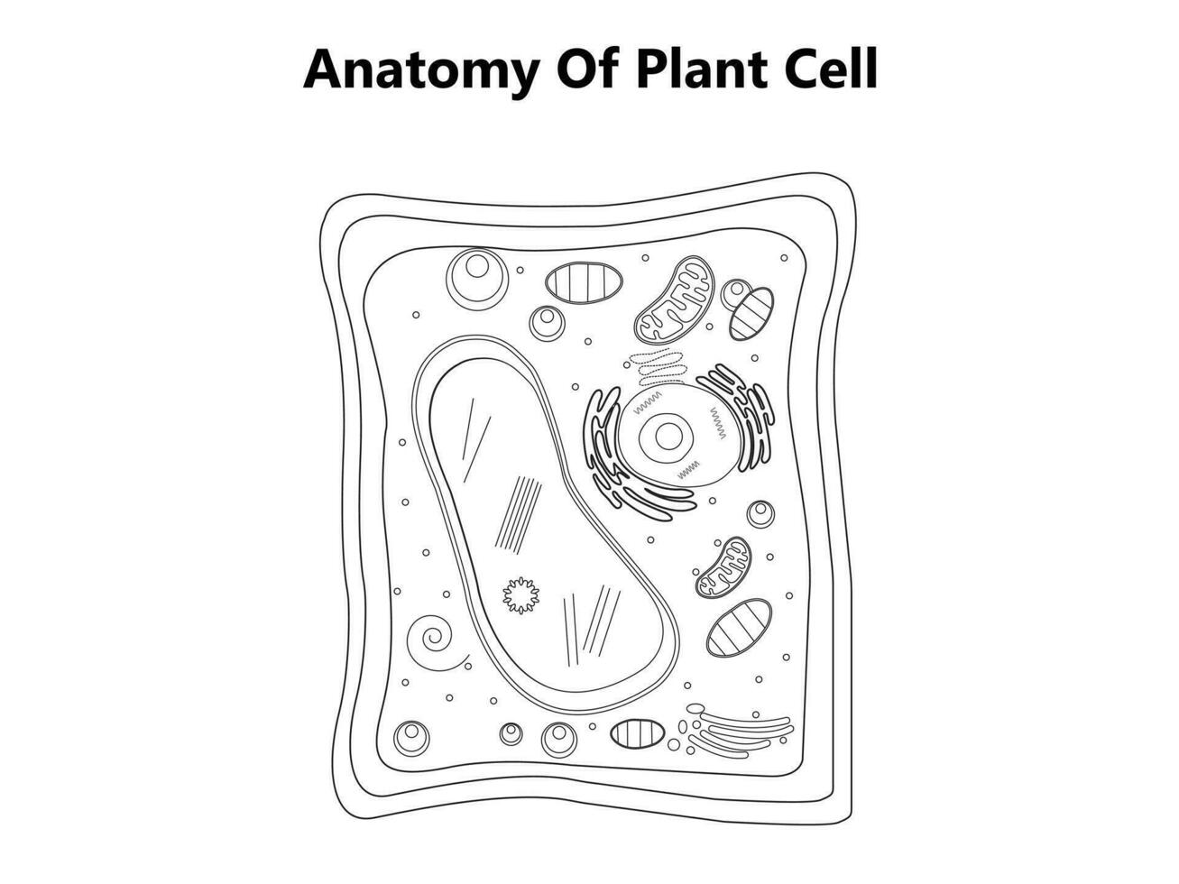 växt cell strukturera, anatomi infographic diagram med delar platt vektor illustration design för biologi vetenskap utbildning skola bok begrepp mikrobiologi organism schema etiketter av komponenter