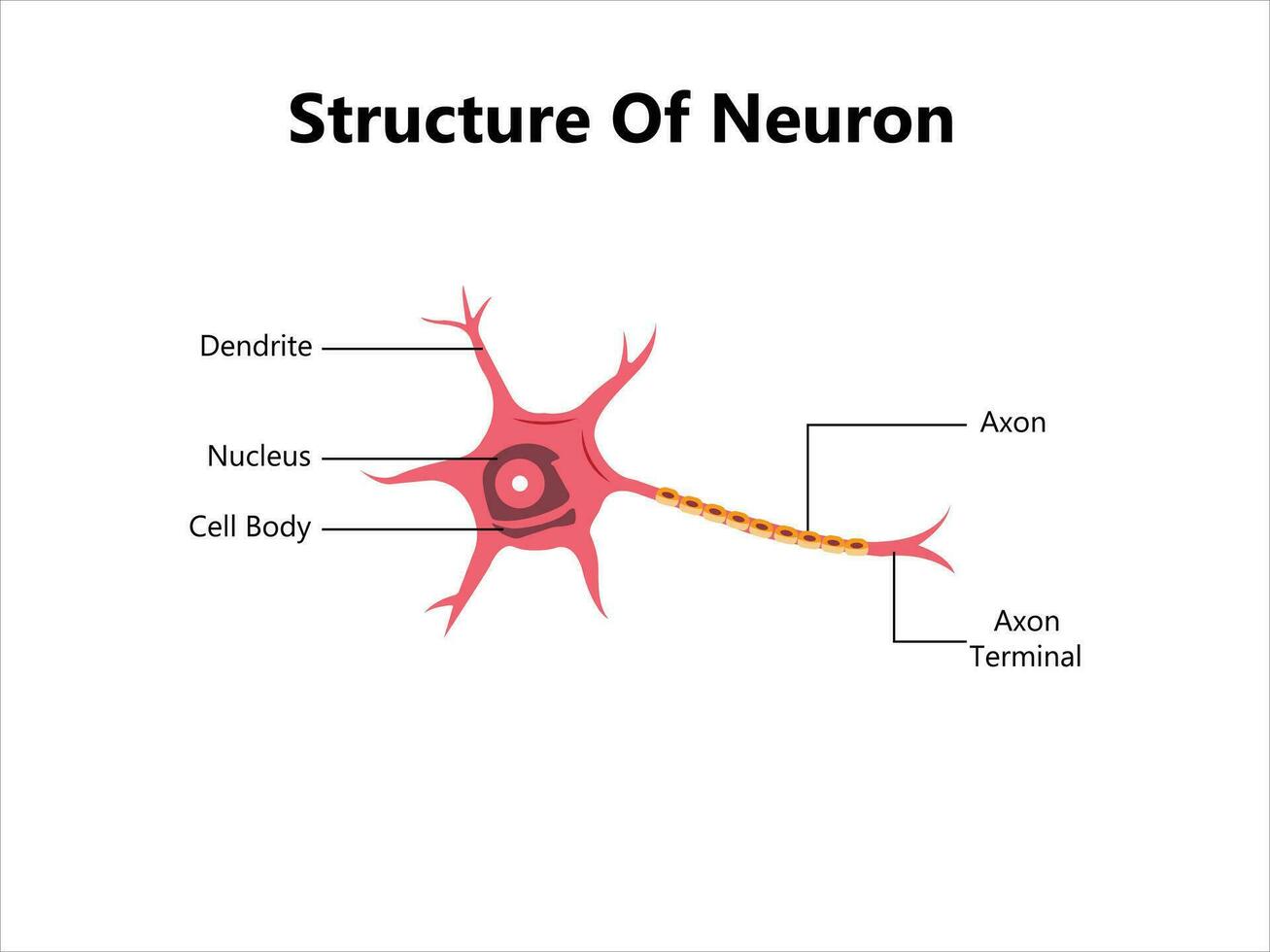 Mensch Neuron Struktur. Gehirn Neuron Zelle Illustration. Synapsen, Myelin Mantel, Zelle Körper, Kern, Axon und Dendriten planen. Neurologie Illustration vektor
