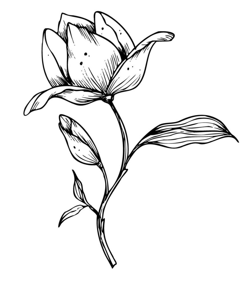 Vektor Magnolie Blume. Hand gezeichnet Blumen- Illustration im Linie Kunst Stil gemalt durch schwarz Tinten auf isoliert Hintergrund. Blumen- Jahrgang graviert Zeichnung zum Gruß Karten oder Hochzeit Einladungen.