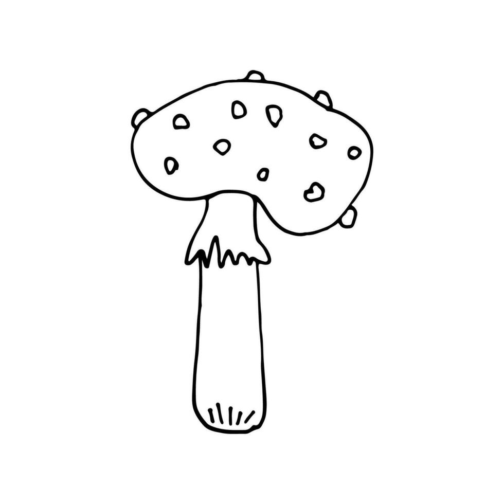 Pilze von Tierwelt, Spore Organismus. fliegen Agaric. Pilzkunde. mystisch Pilze. Gekritzel. Hand gezeichnet. Vektor Illustration. Umriss.