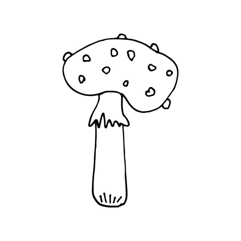 svamp av vilda djur och växter, spor organism. flyga agaric. mykologi. mystisk svamp. klotter. hand ritade. vektor illustration. översikt.