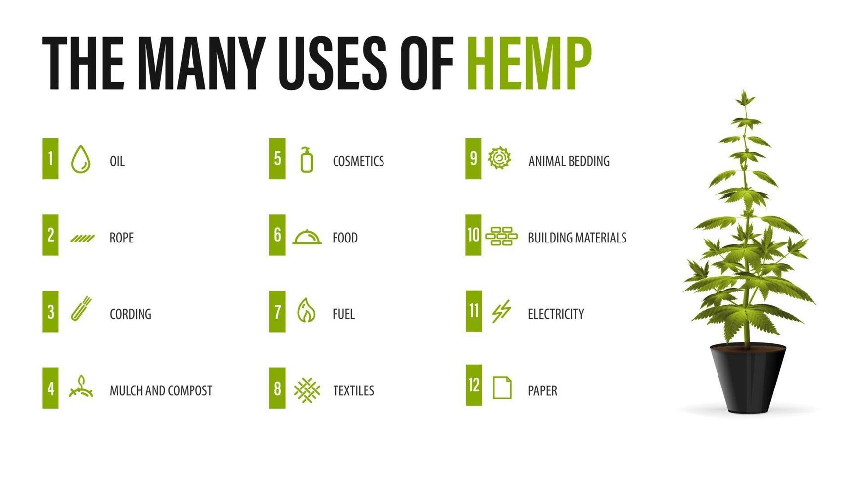 die vielen Verwendungsmöglichkeiten von Hanf, weißes Poster mit Infografik über die Verwendung von Cannabis und Greenbush der Cannabispflanze vektor