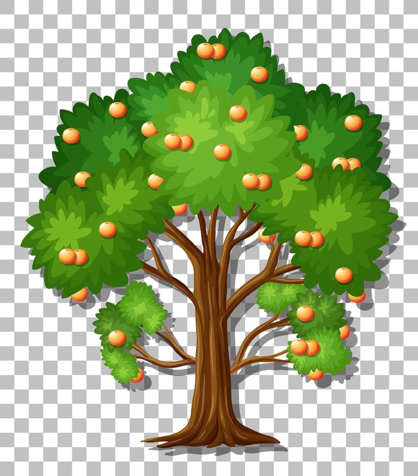 Orangenbaum isoliert vektor