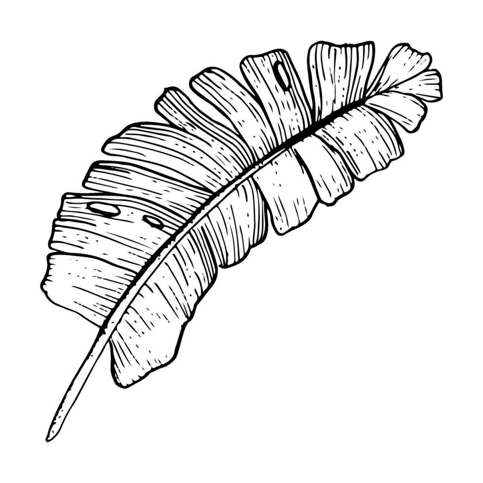 tropisch Palme Blatt, oben Sicht. Hand gezeichnet Vektor Illustration im schwarz und Weiß skizzieren Stil. botanisch Urwald Blatt von Banane, Vogel von Paradies Pflanze