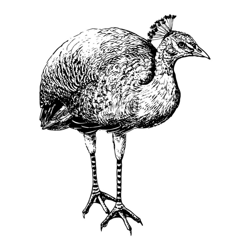 vektor påfågel fågel illustration i svart och vit skiss stil. påfågel peahen av paradis. hand dragen realistisk tropisk ClipArt