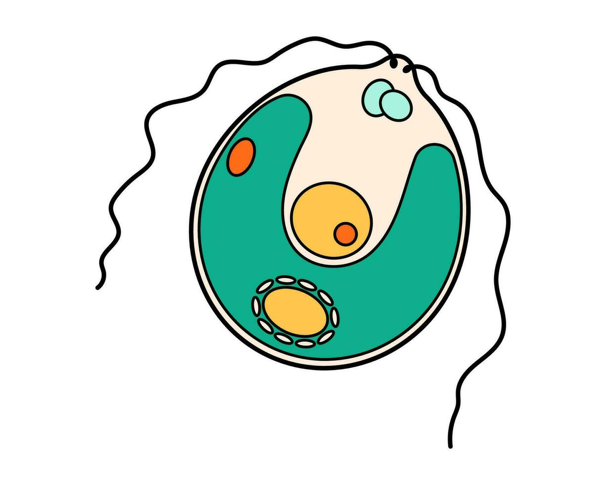 klamydomonas proteus vetenskap ikon med kärna, vakuol, sammandragande. biologi utbildning laboratorium tecknad serie protozoer organism. djärv ljus encellig mikroorganism. vektor illustration isolerat