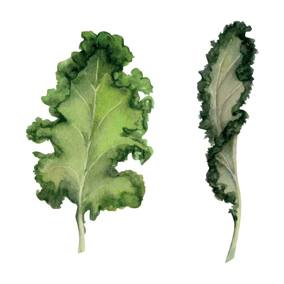 hand dragen vattenfärg grön sallad spenat grönkål blad för diet och friska livsstil, vegan matlagning. illustration enda objekt isolerat på vit bakgrund. design affisch, skriva ut, hemsida, kort, meny vektor