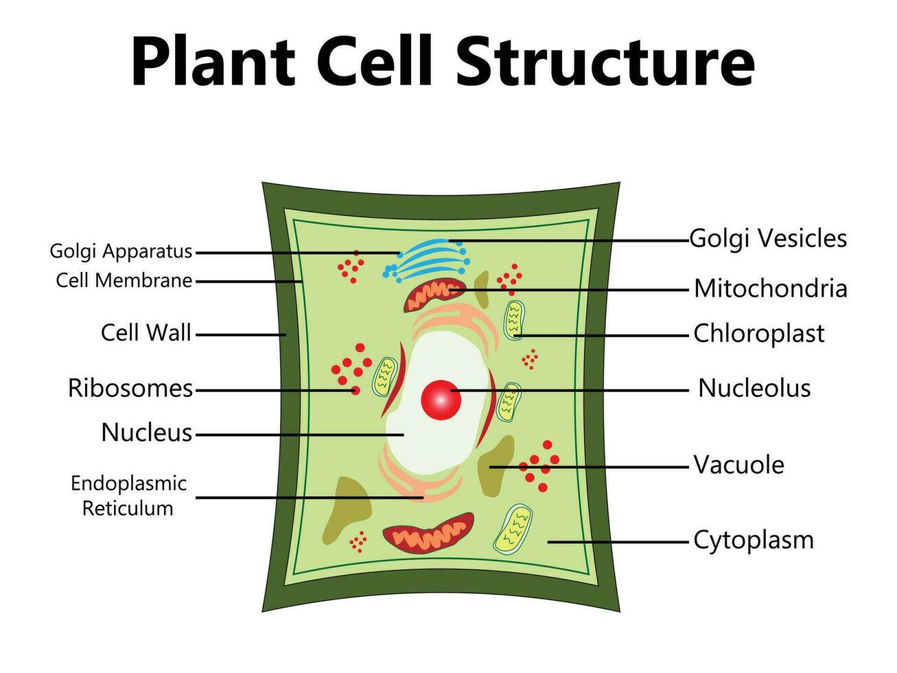 Pflanze Zelle Struktur, Anatomie Infografik Diagramm mit Teile eben Vektor Illustration Design zum Biologie Wissenschaft Bildung Schule Buch Konzept Mikrobiologie Organismus planen Etiketten von Komponenten