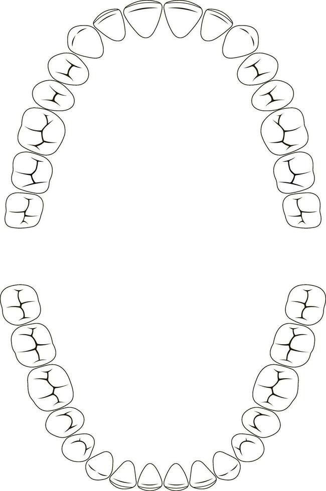 Kauen Oberfläche Mensch Zähne Oberer, höher niedriger Kiefer, Zahn Dental Klinik vektor