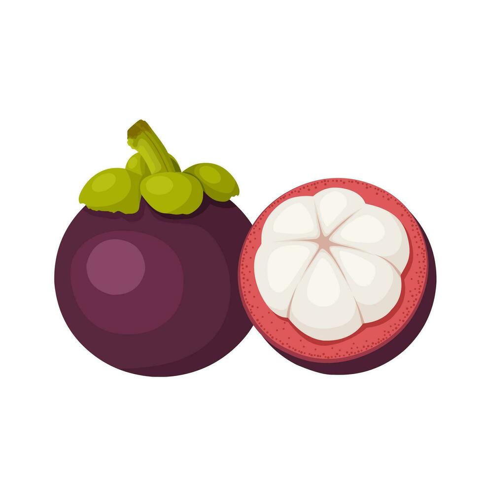 Vektor Illustration, Mangostan Obst oder Garcinia Mangostana, isoliert auf Weiß Hintergrund.