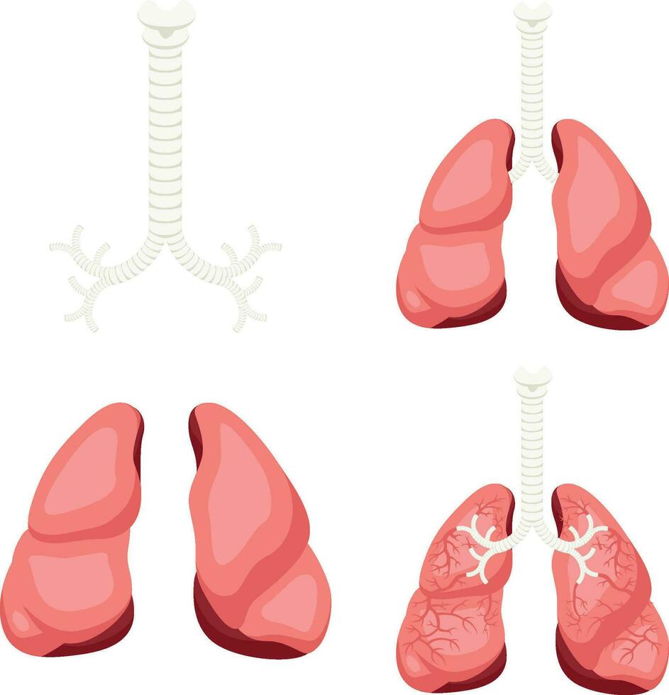 Mensch Lunge detailliert Illustration abbilden Bronchus und Luftröhre zum medizinisch Studie und Bildung isoliert auf Weiß Hintergrund vektor