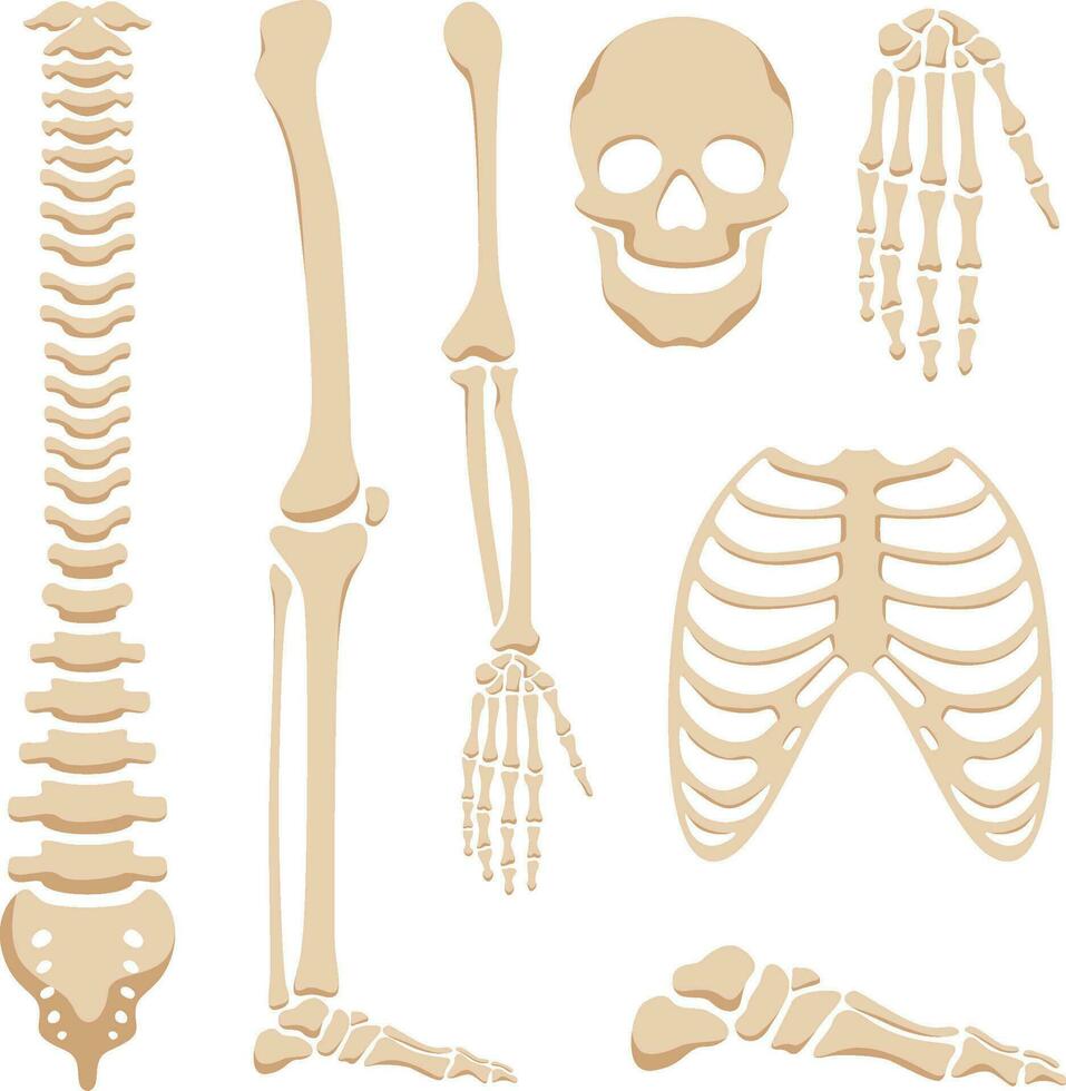 mänsklig skelett delar medicinsk dekorativ element isolerat på vit bakgrund vektor