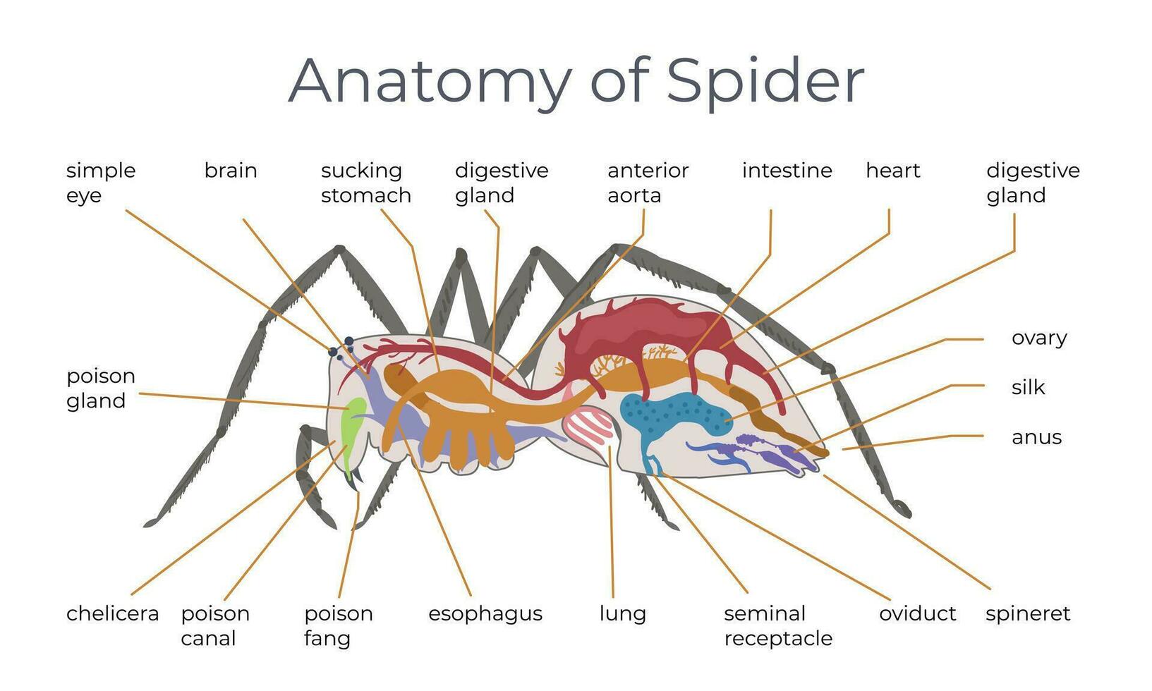 Spinne Struktur eben Infografiken vektor