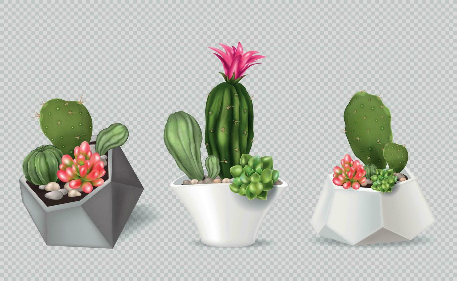 Kaktus Töpfe realistisch Kompositionen vektor