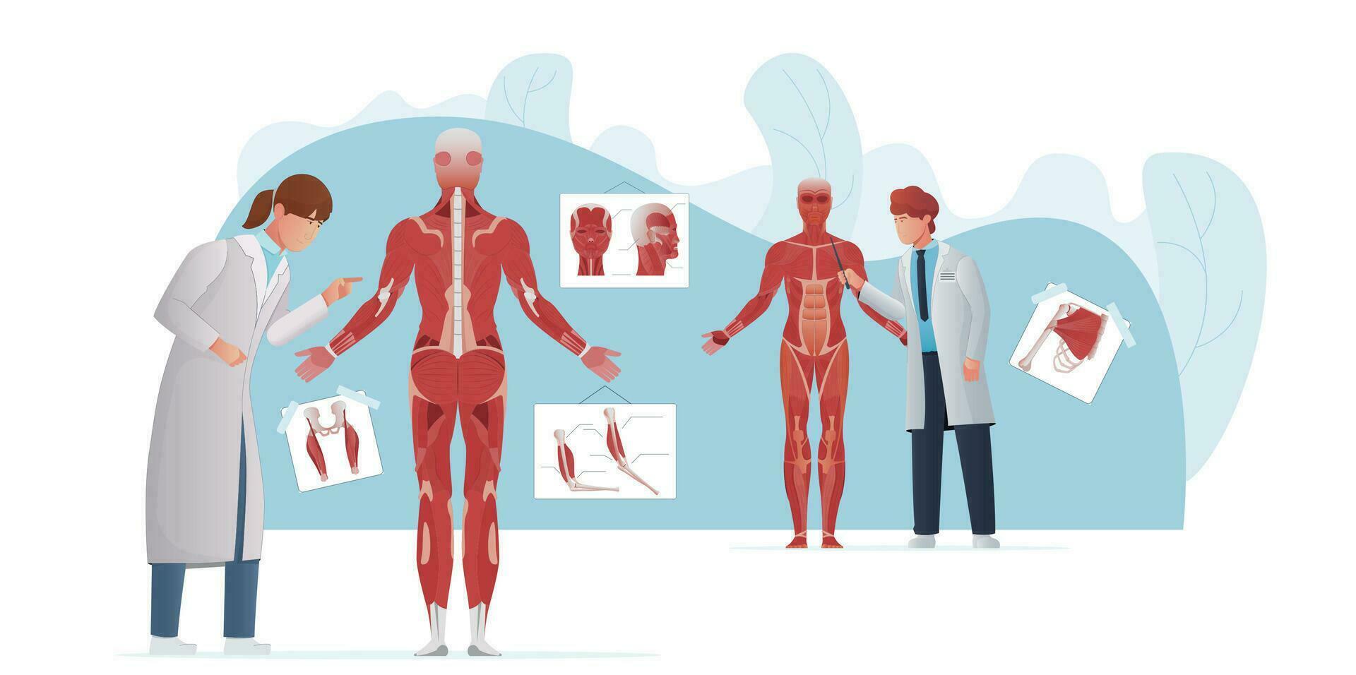 muskel doktorer platt sammansättning vektor