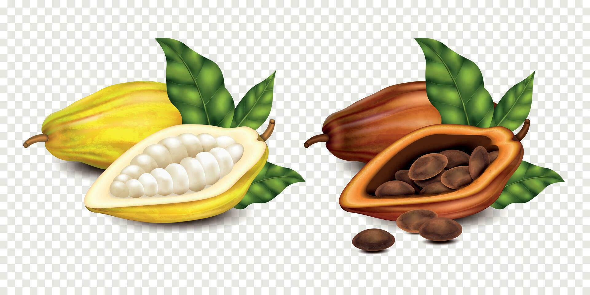 realistisch Kakao Kompositionen vektor