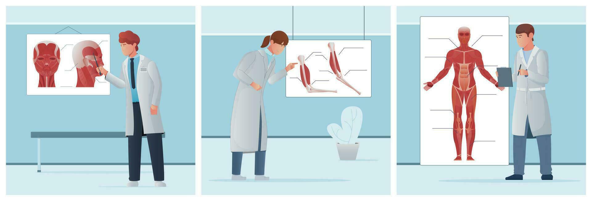 Muskel Anatomie Studien einstellen vektor