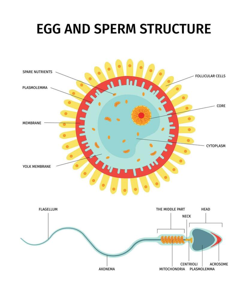 Ei Sperma Struktur Komposition vektor