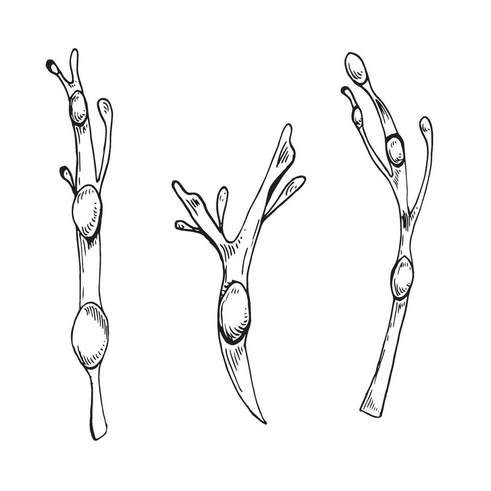 hav växt bläck hand dragen illustration isolerat på vit bakgrund. ascophyllum, kelp, ört tång svart vit linje vektor. design element för paket, märka, handel, omslag, marin samling. vektor